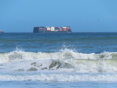 Closeup of squirrel on tree trunk in Florida wild