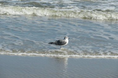 Kuzey Florida 'nın Atlantik kıyısındaki sahilde martı