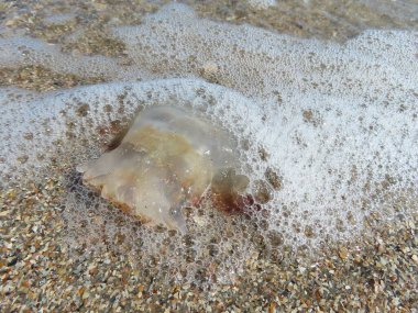 Limpid jellyfish on Atlantic ocean shore in Florida beach