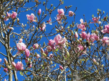 Magnolia tree blossom in springtime, beautiful pink magnolia flowers on blue sky background