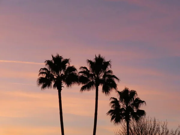 Palm Trees Sunset Florida Nature — Zdjęcie stockowe
