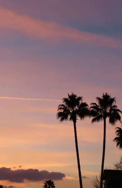Palm Trees Sunset Florida Nature — Stockfoto