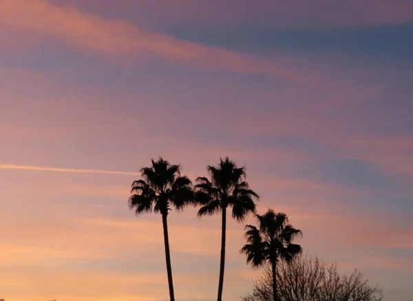 Palm Trees Sunset Florida Nature — Foto de Stock