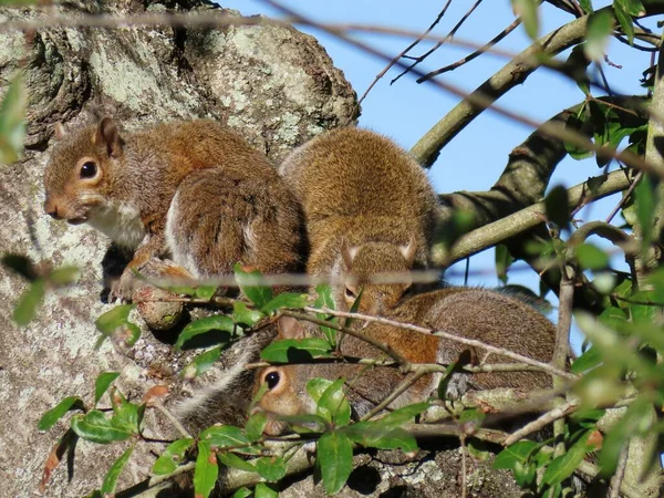 Écureuils Amérique Gris Sur Arbre Floride Sauvage — Photo
