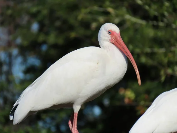 Nahaufnahme Von Weißen Ibissen Blauen Himmel Der Natur Floridas — Stockfoto
