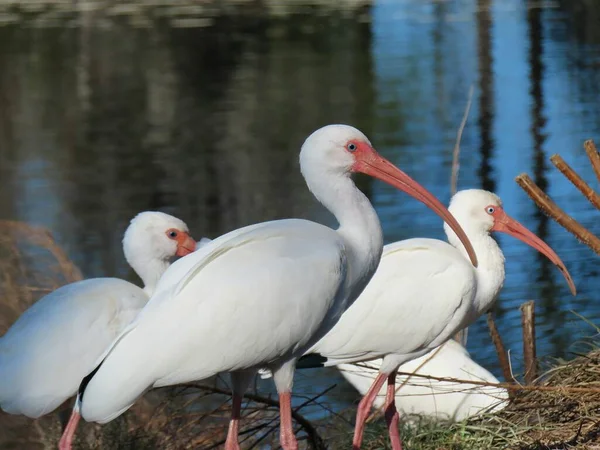 Ibises Blancos Río Naturaleza Florida Primer Plano — Foto de Stock