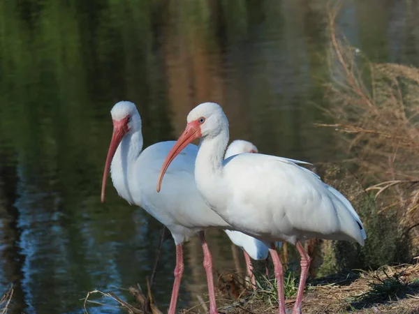 White ibises at the river in Florida nature, closeup