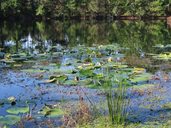 Красивый Пейзаж Природы Северной Флориды Природный Водный Фон Морскими Водорослями — стоковое фото