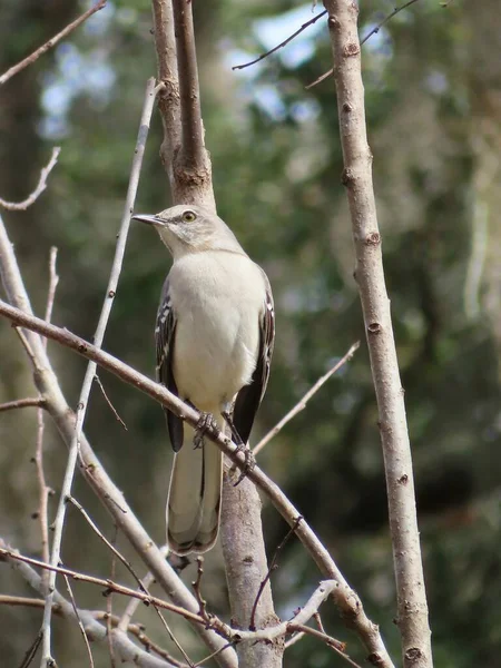 Mockingbird Del Norte Mimus Polyglottos Florida Salvaje —  Fotos de Stock