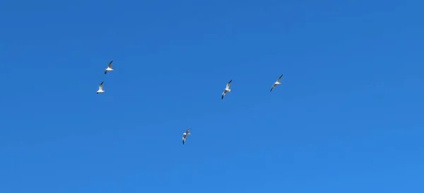 Птицы Голубом Небе Пляже Флориды — стоковое фото