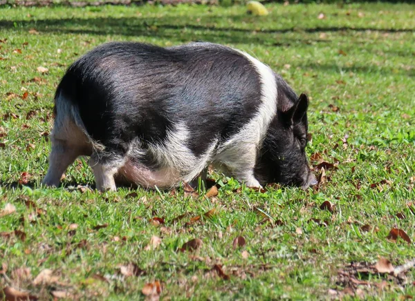 佛罗里达州农场草地上的怀孕的汉普郡猪 图库图片
