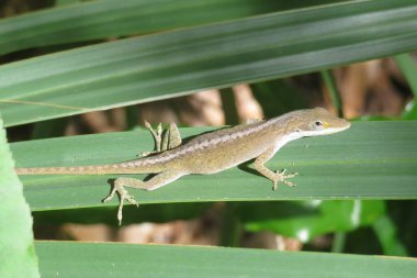 Florida doğasında yeşil yapraklı tropik anol kertenkelesi