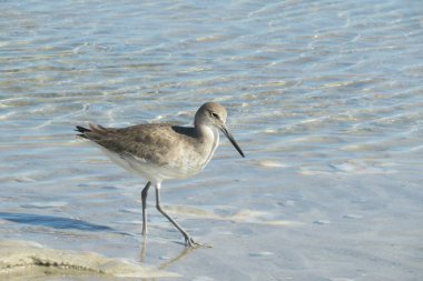 Kuzey Florida 'nın Atlantik kıyısındaki okyanus suyu arka planındaki Willet kuşu