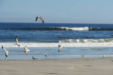 Kuzey Florida 'nın Atlantik sahilindeki martılar