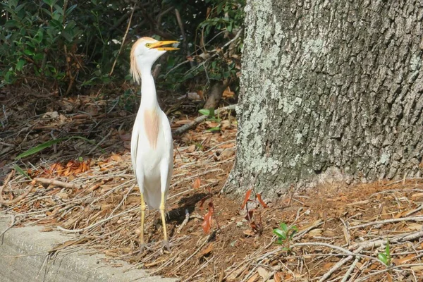 Gelbkopfreiher Jagt Wild Florida — Stockfoto