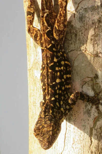 Тропічна Коричнева Ящірка Дереві Флориді — стокове фото