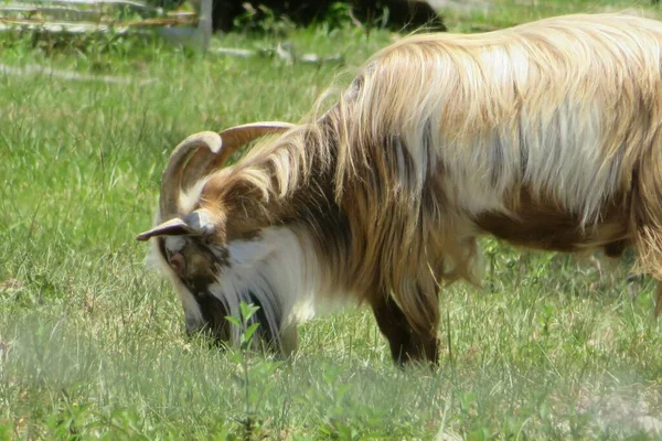 Dospělý Velký Rohatý Koza Pastvině Floridě — Stock fotografie