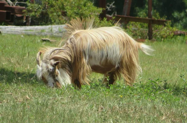 Adulto Gran Cabra Con Cuernos Pasto Granja Florida —  Fotos de Stock
