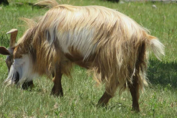 Adulto Gran Cabra Con Cuernos Pasto Granja Florida — Foto de Stock