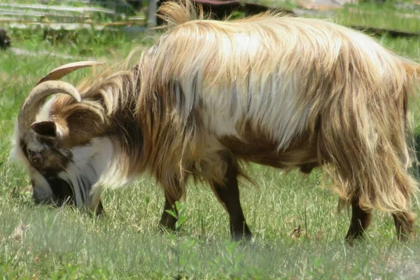 フロリダの農場の牧草地で大人の大きな角をしたヤギ — ストック写真