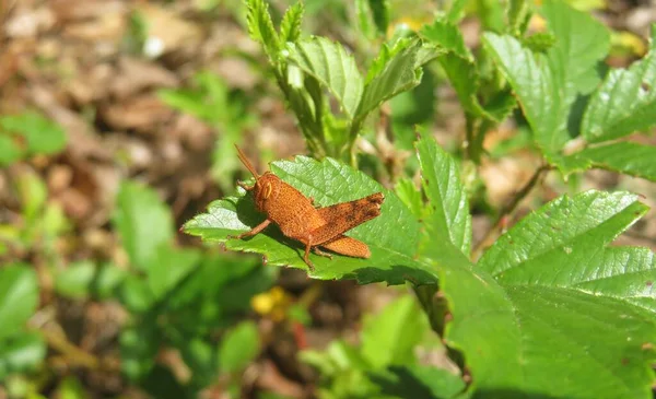 Schöne Tropische Orangefarbene Heuschrecke Auf Grünem Blatt Der Natur Floridas — Stockfoto