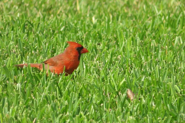 Rode Kardinaal Vogel Groen Gras Achtergrond Florida Natuur — Stockfoto