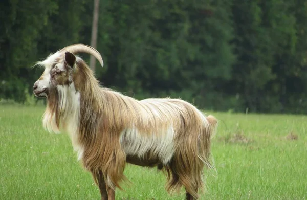 Adulto Gran Cabra Con Cuernos Pasto Granja Florida — Foto de Stock
