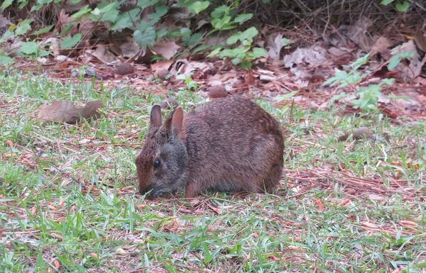 Amerikanisches Kaninchen Auf Gras Florida Wild — Stockfoto
