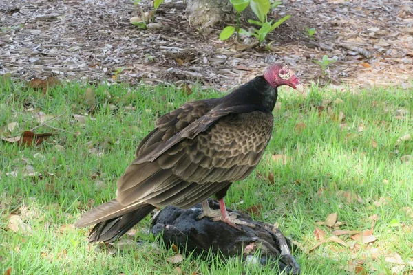 Americano Avvoltoio Nero Preda Florida Selvaggio — Foto Stock