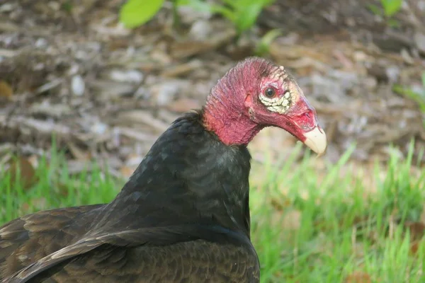 Nero Avvoltoi Americani Sfondo Erba Verde Florida Selvaggio — Foto Stock