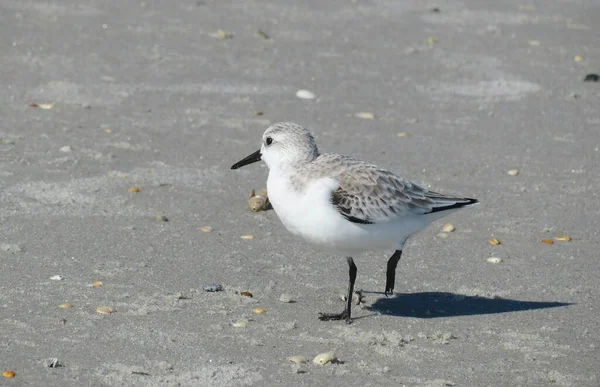 Strandläufer Vogel Auf Sandhintergrund Florida Strand — Stockfoto