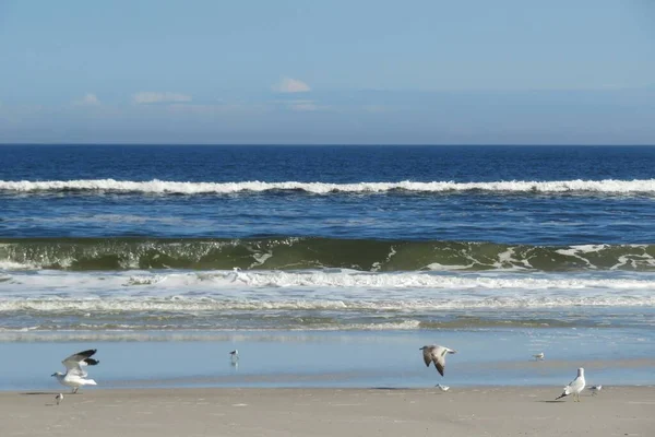 Måsar Stranden Atlantkusten Norra Florida — Stockfoto