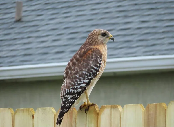 Falco Coda Rossa Sulla Recinzione Florida Natura — Foto Stock