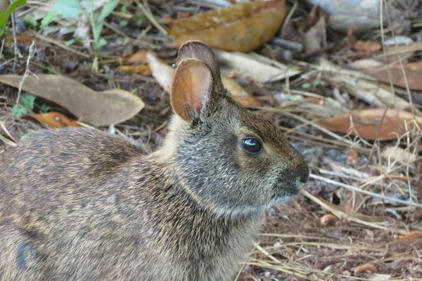 Graues Amerikanisches Kaninchen Der Wildnis Floridas Nahaufnahme — Stockfoto