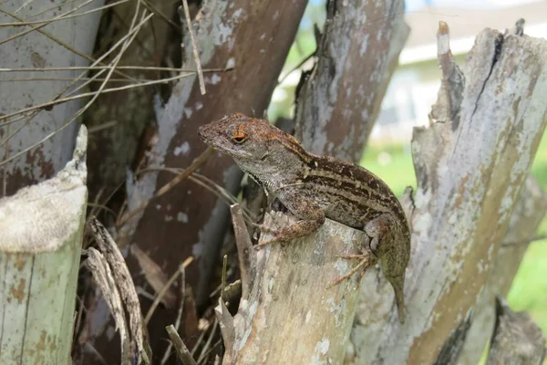 Tropical Brown Lizard Stump Florida Wild — Stock Photo, Image