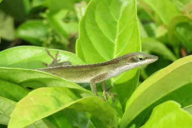 Florida 'da yeşil yapraklı tropikal kertenkele.