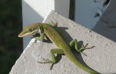 Duvarda tropik kertenkele 