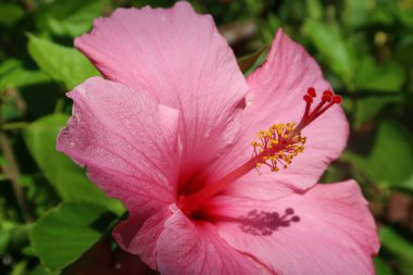 Bahçede pembe amber çiçeği, yakın plan. 