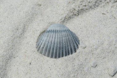 Kuzey Florida 'nın Atlantik kıyısındaki kumsalda güzel gri bir kabuk.