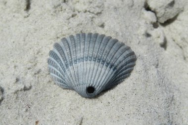 Kuzey Florida 'nın Atlantik kıyısındaki kumsalda güzel gri bir kabuk.