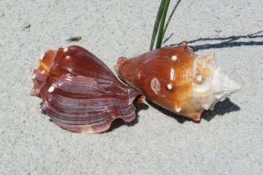 Florida sahilindeki kum tepelerindeki deniz kabukları