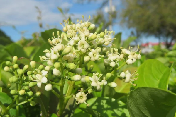 Florida Bahçesinde Açan Beyaz Ligustrum Vulgare Çiçekleri — Stok fotoğraf
