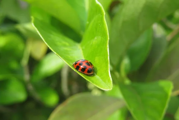 Ladybug Πράσινο Φύλλα Φόντο Στη Φύση Της Φλόριντα — Φωτογραφία Αρχείου