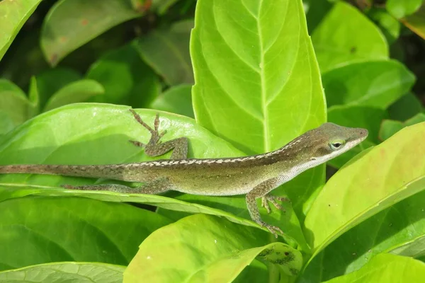 Тропічна Ящірка Зеленому Листі Флориді — стокове фото