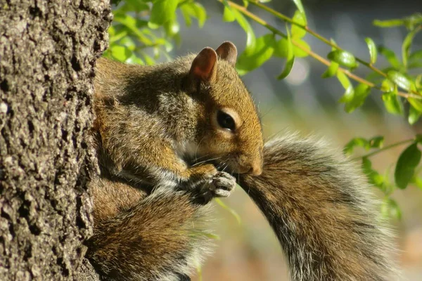 佛罗里达州自然树上的灰松鼠 — 图库照片
