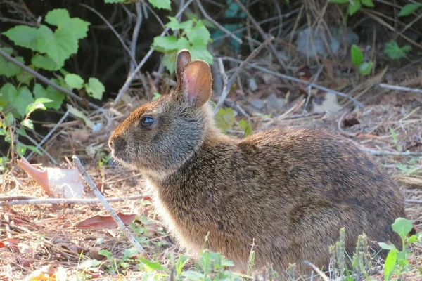 Amerikanisches Kaninchen Florida Wild — Stockfoto