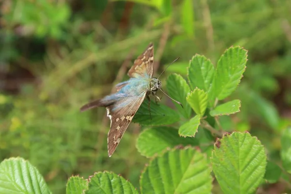 Langstaart Tropische Schipper Vlinder Groen Blad Florida Natuur — Stockfoto