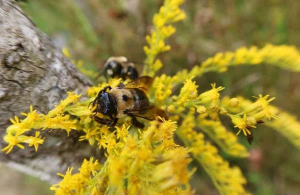 stock image Bumblebee on yellow solidago rugosa flowers in Florida nature