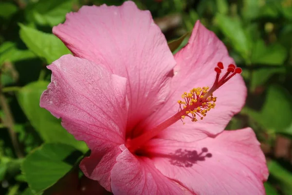 stock image Pink hibiscus in the garden, closeup 