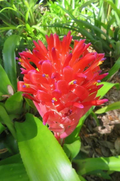 Beautiful Red Billbergia Flower Blooming Florida Zoological Garden Closeup — Stock Photo, Image